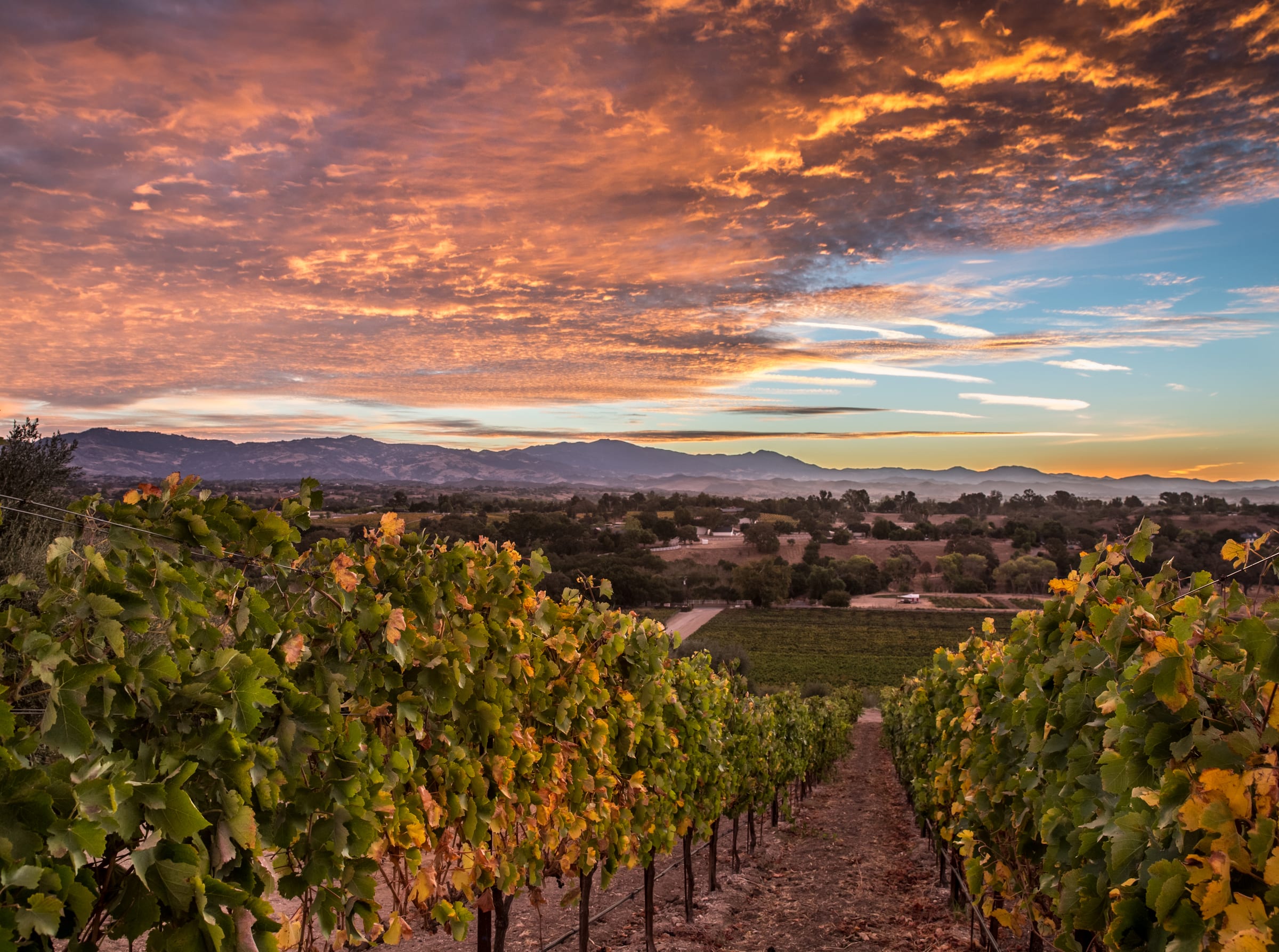 Dusk at Margerum Estate Vineyard