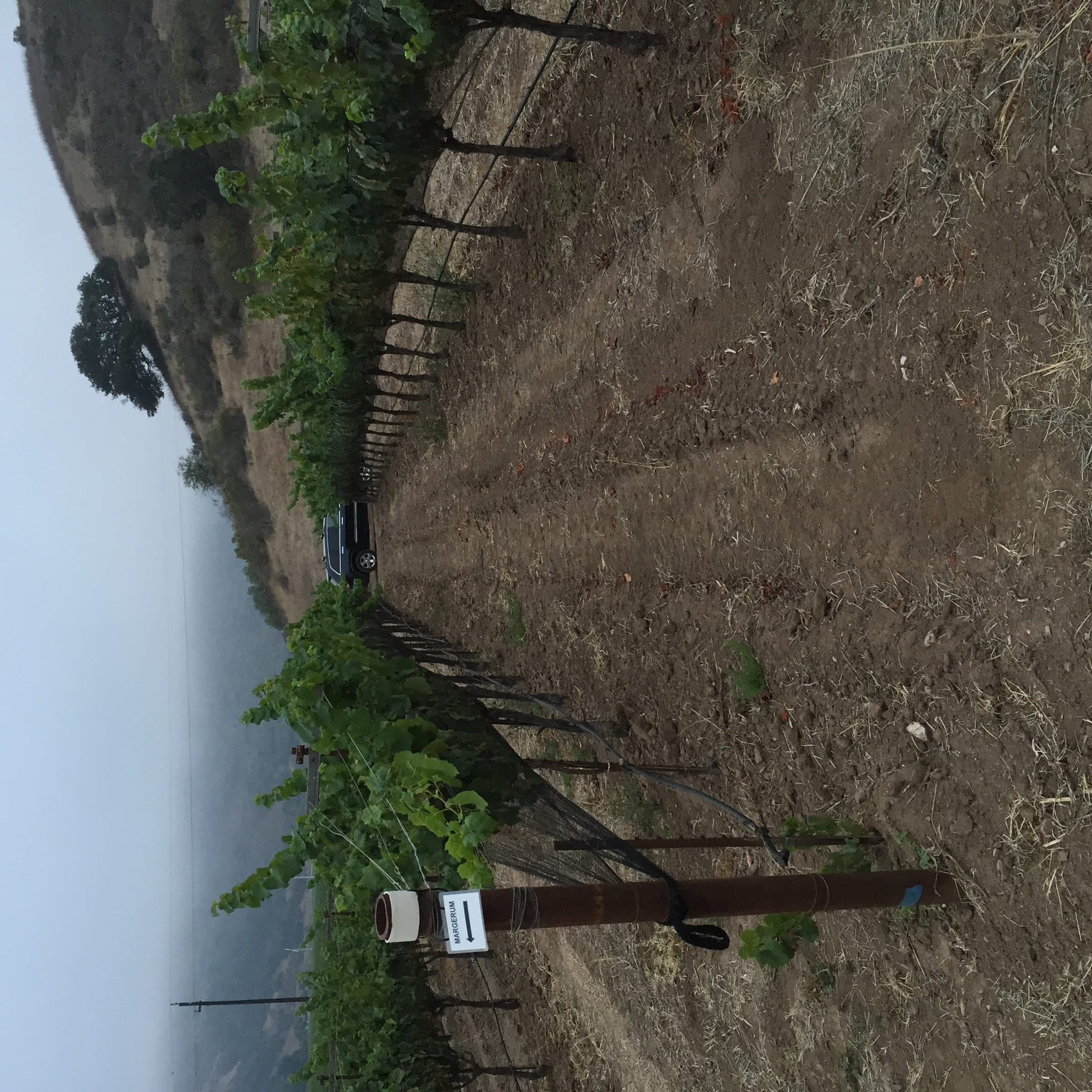 John Sebastiano Vineyard