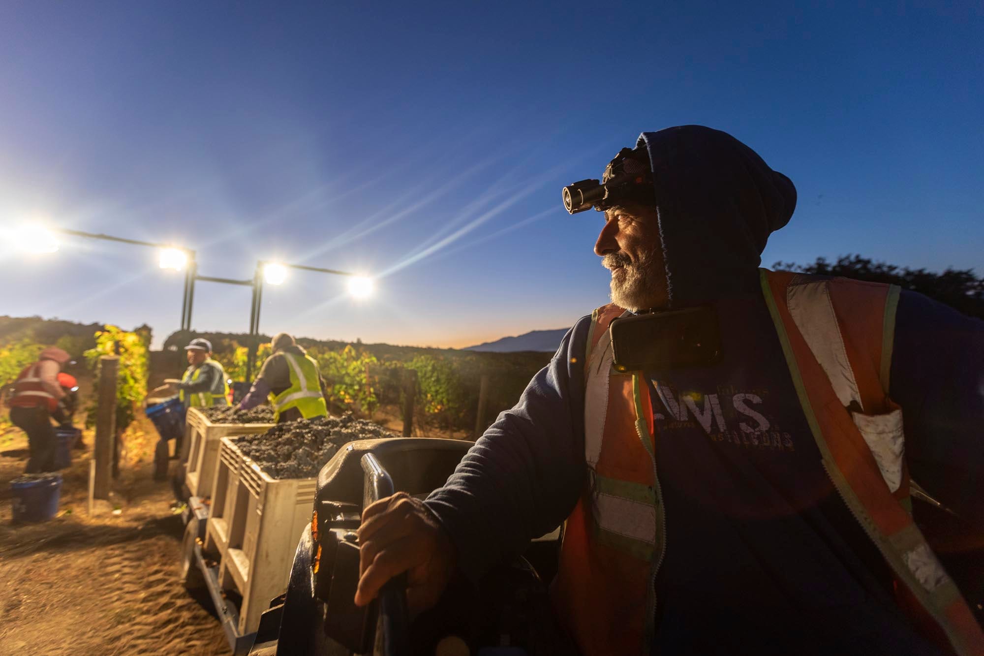 Night harvest of Syrah at Margerum Estate Vineyard