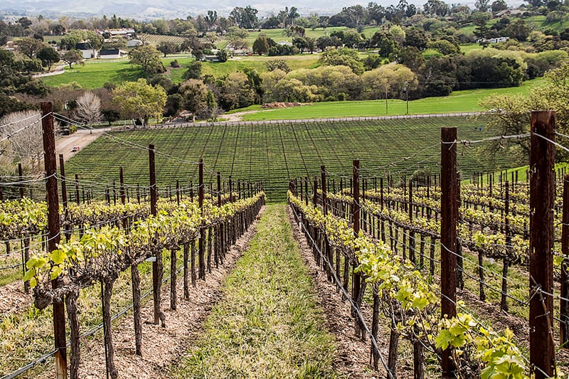 The hillside at Margerum Estate Vineyard