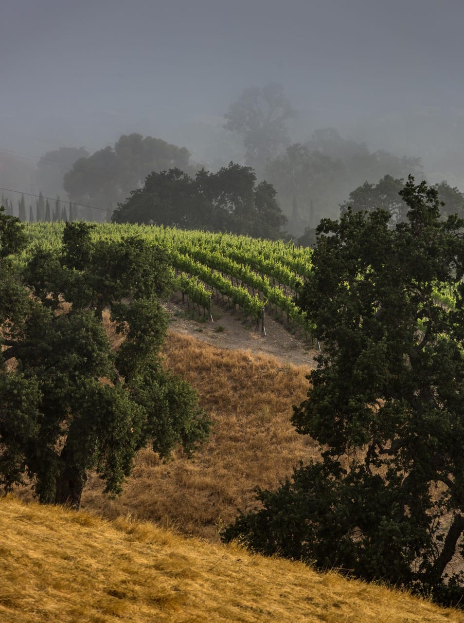 Morning fog over the estate vineyard